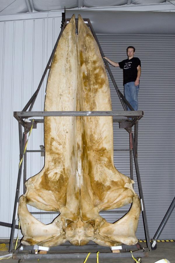 El cráneo de una ballena azul
