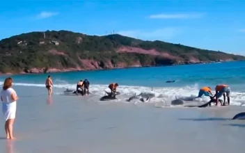 Bañistas rescatan a un grupo de delfines varados en la playa