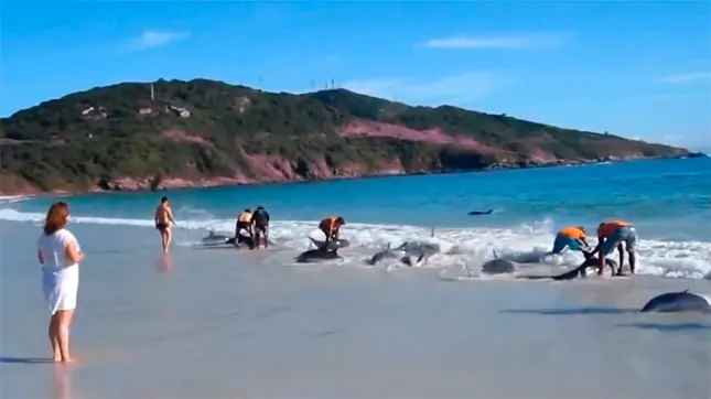Bañistas rescatan a un grupo de delfines varados en la playa