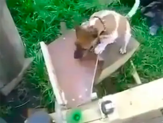 Esto es lo que pasa cuando un ingeniero tiene un perro