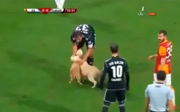 Dos perritos saltan al césped e interrumpen un partido de fútbol