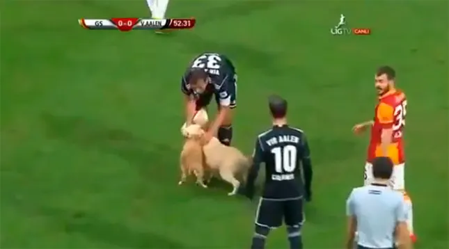 Dos perritos saltan al césped e interrumpen un partido de fútbol