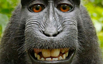 Este famoso selfie que se hizo un macaco pertenece al dominio público