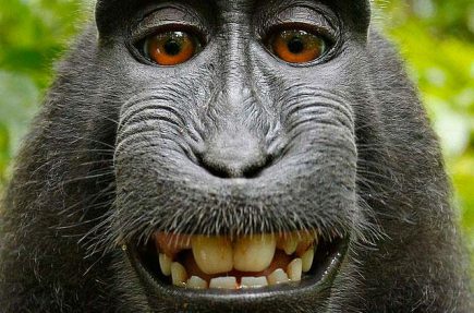 Este famoso selfie que se hizo un macaco pertenece al dominio público