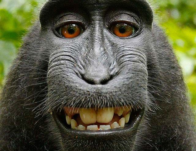 Este famoso selfie que se hizo un macaco pertenece al dominio público