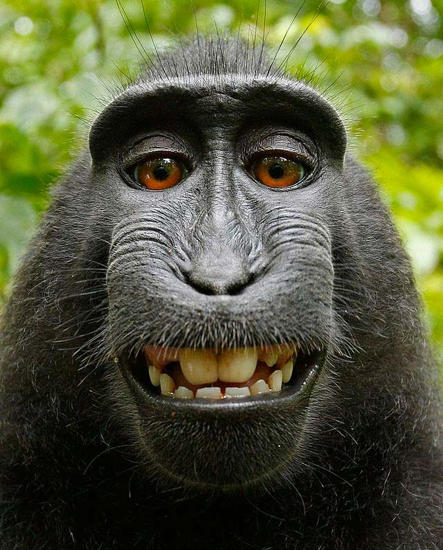 Este famoso selfie que se hizo un macaco pertenece al dominio público