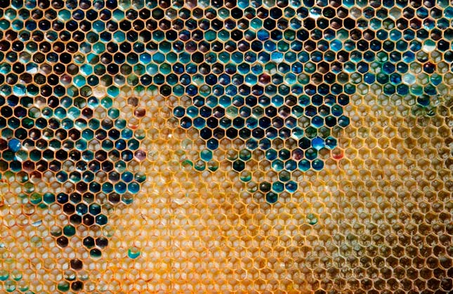 Abejas producen miel de colores después de comer M&M's