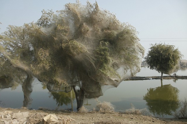 Los fantasmagóricos árboles telaraña de Sind