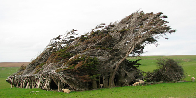 Los árboles del viento