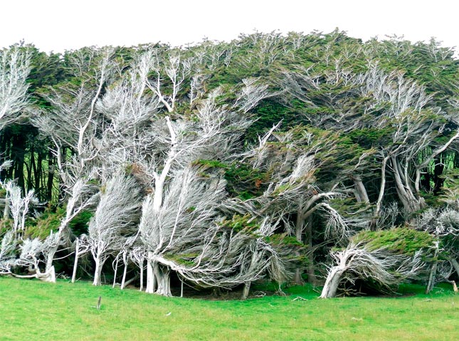 Los árboles del viento