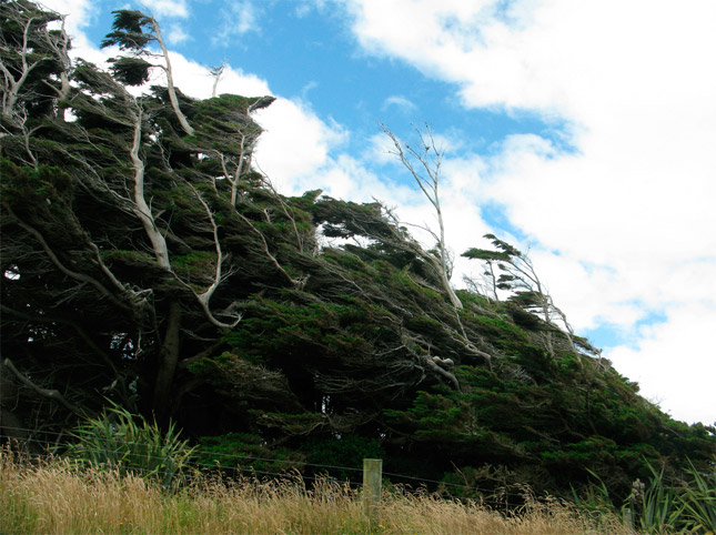 Los árboles del viento