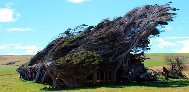 Los árboles del viento