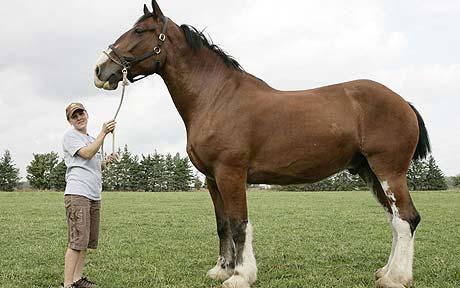 ¿El caballo más alto del mundo