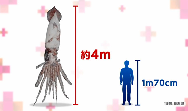 Pescador japonés captura un enorme calamar gigante