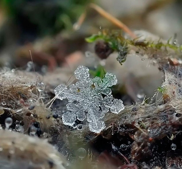 La geométrica belleza de un copo de nieve a punto de fundirse