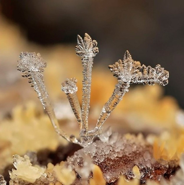 La geométrica belleza de un copo de nieve a punto de fundirse