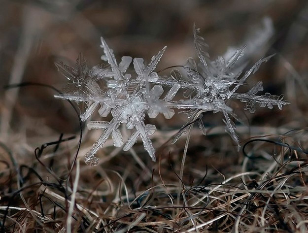 La geométrica belleza de un copo de nieve a punto de fundirse