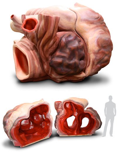 Cuanto Pesa El Corazon De Una Ballena Azul