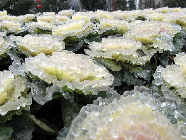 Una hoja de hielo