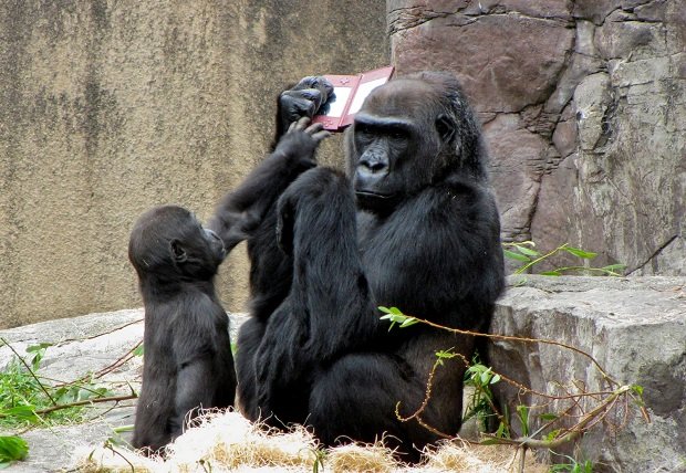Un gorila jugando a la Nintendo DS