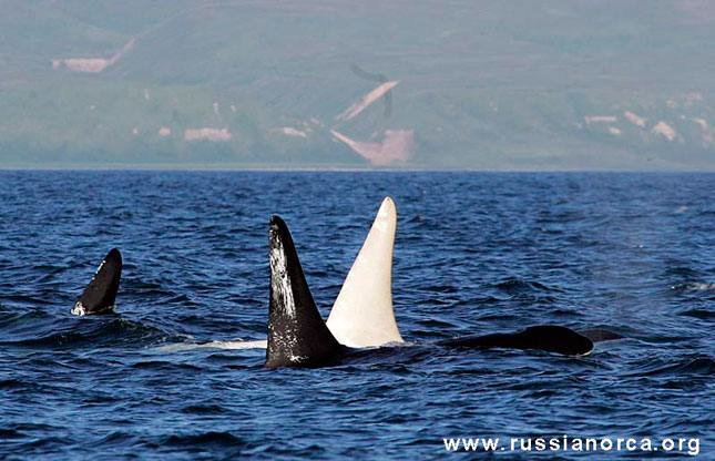 Científicos rusos avistan una orca completamente blanca