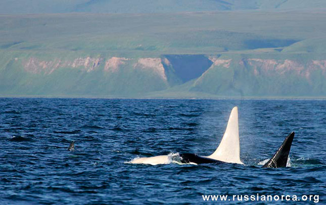Científicos rusos avistan una orca completamente blanca