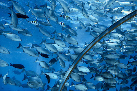 Ithaa, el restaurante submarino Ithaa, el restaurante submarino