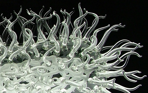 Bacteria E. Coli