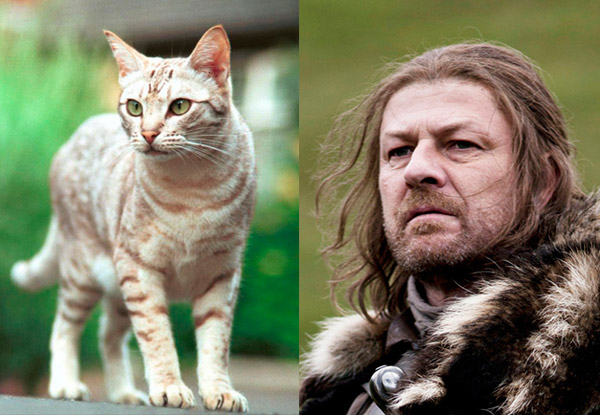 Juego de Gatos - Eddard