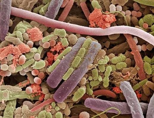 Bacterias en la superficie de una lengua