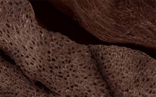 Grano de café visto con un microscopio electrónico de barrido
