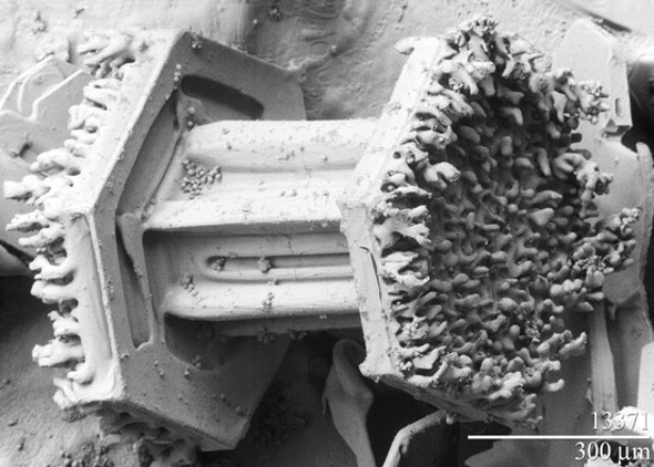 nieve-microscopio1.jpg