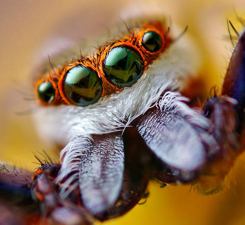 Ojos Araña