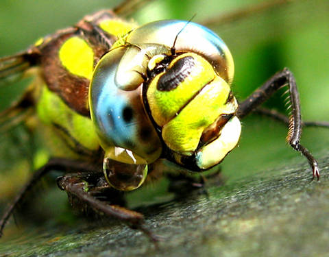 Ojos Libélula