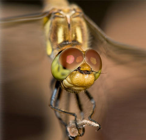 Ojos Libélula