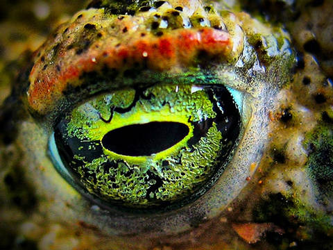 Ojos Rana