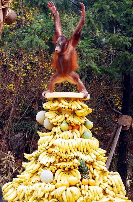 El rey de los plátanos