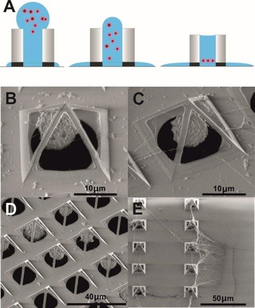 Científicos holandeses crean pirámides microscópicas capaces de encerrar células vivas