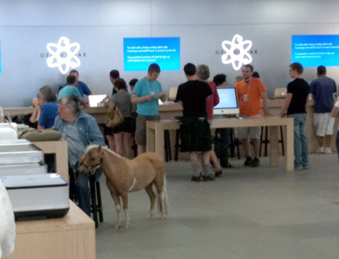 Un poni en una Apple Store