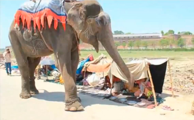 Este elefante ha sido liberado tras 50 años de esclavitud