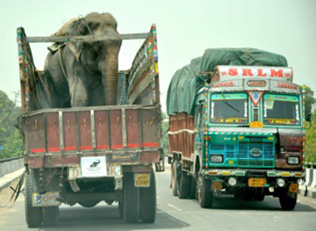 Este elefante ha sido liberado tras 50 años de esclavitud