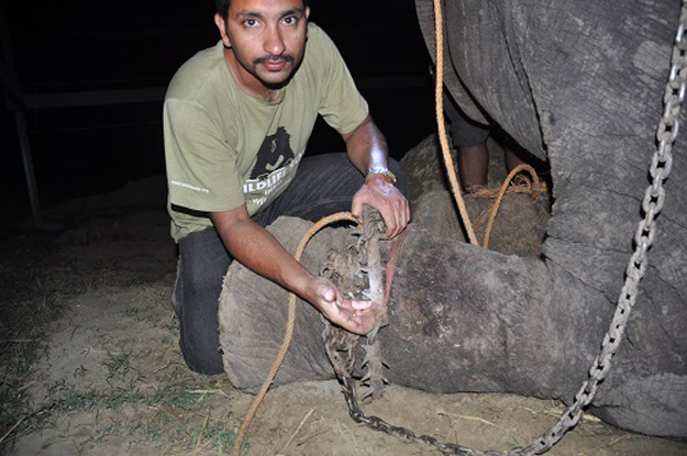 Este elefante ha sido liberado tras 50 años de esclavitud