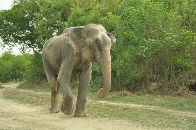 Este elefante ha sido liberado tras 50 años de esclavitud