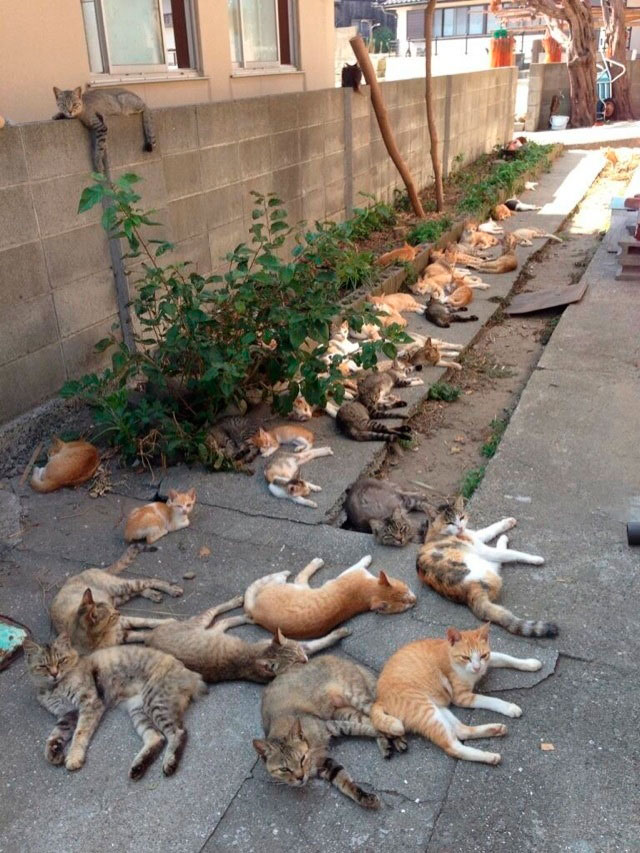 Tashirojima, la isla de los gatos