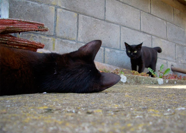 Tashirojima, la isla de los gatos