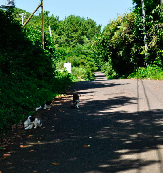 Tashirojima, la isla de los gatos