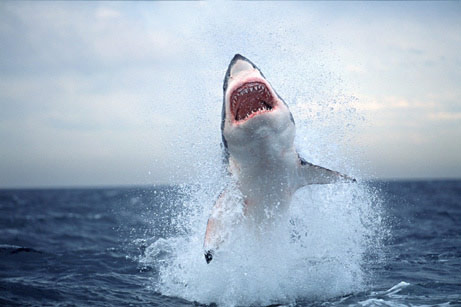 Los tiburones blancos voladores de False Bay