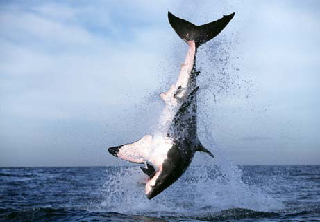 Los tiburones blancos voladores de False Bay