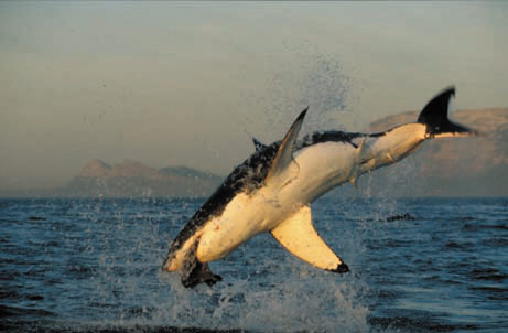 Los tiburones blancos voladores de False Bay