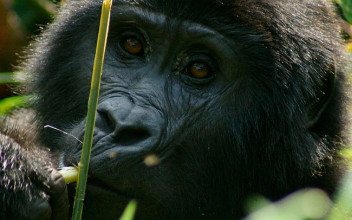 El virus del ébola ha matado a un tercio de los gorilas y chimpancés